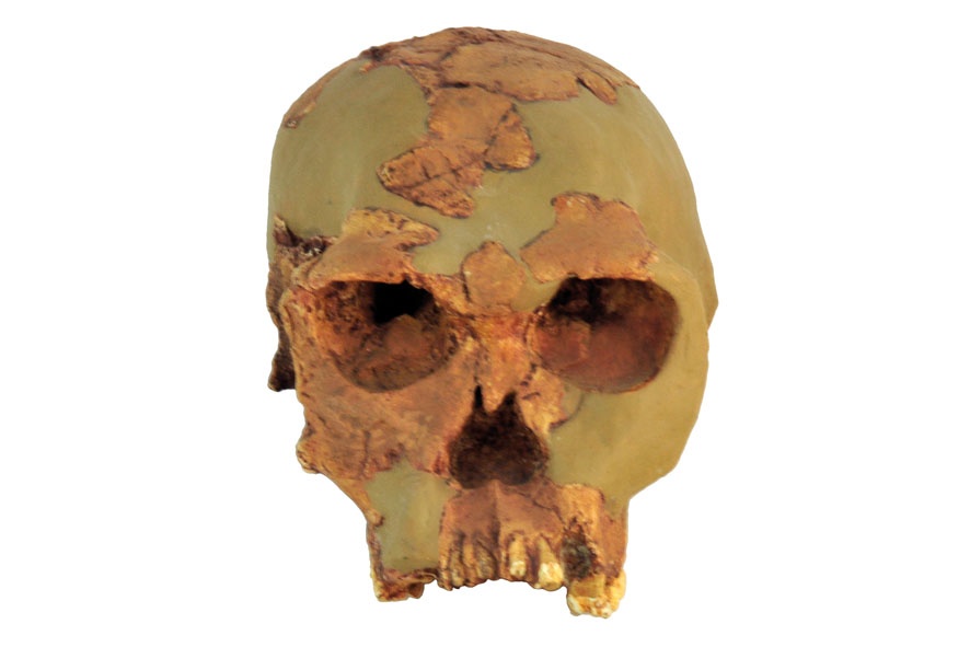 Crâne d'Homo habilis