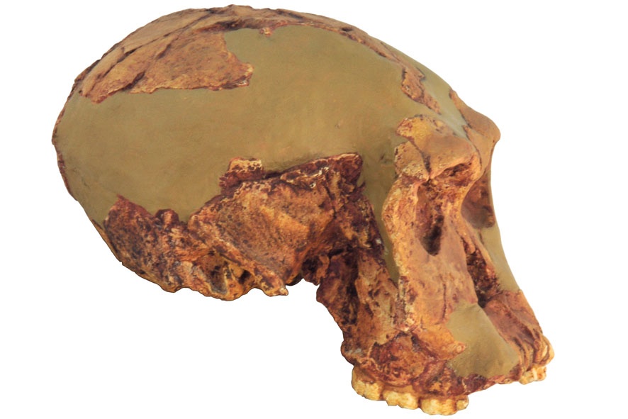 Crâne d'Homo habilis