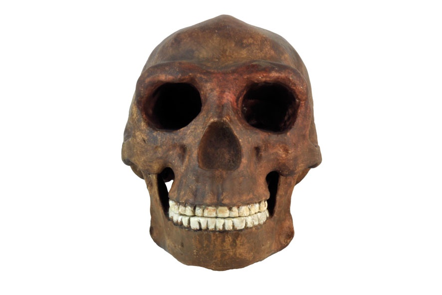 Crâne d'Homo erectus (reconstitution)