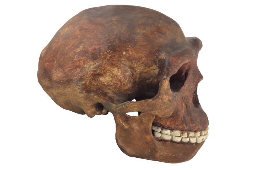 Crâne d'Homo erectus (reconstitution)