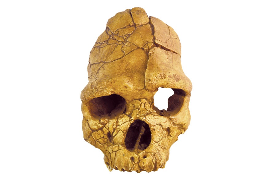 Face d'Homo erectus (anténéandertalien)