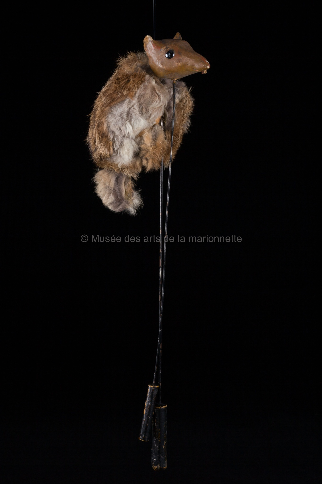 Petits cris et battements d'ailes : un petit rongeur