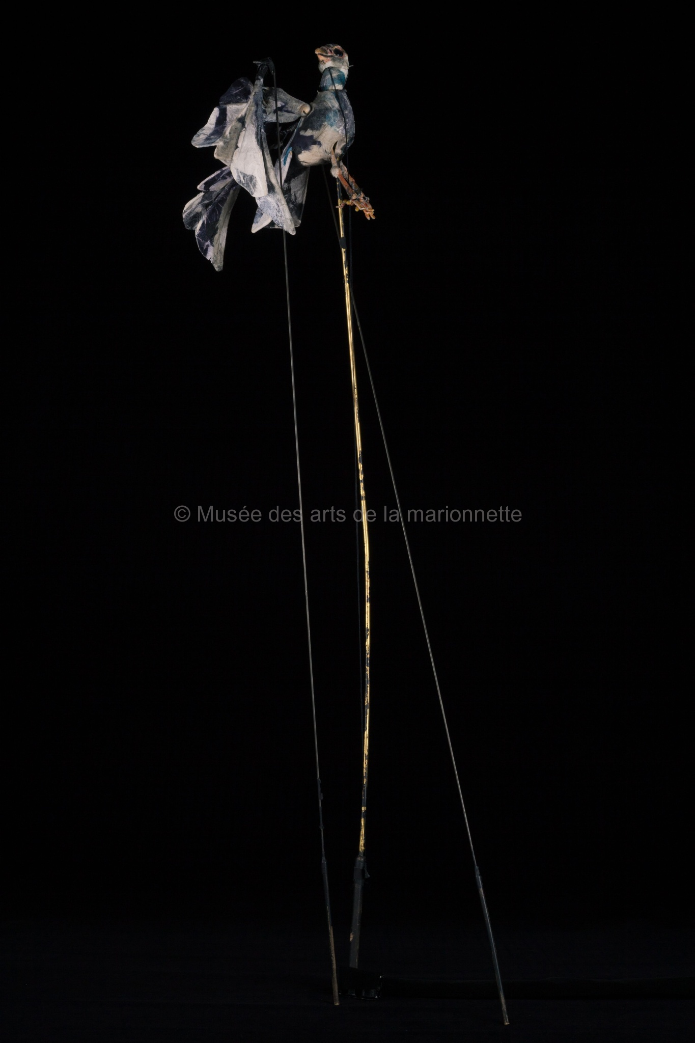 Nez en l'air : Un pigeon, Momo